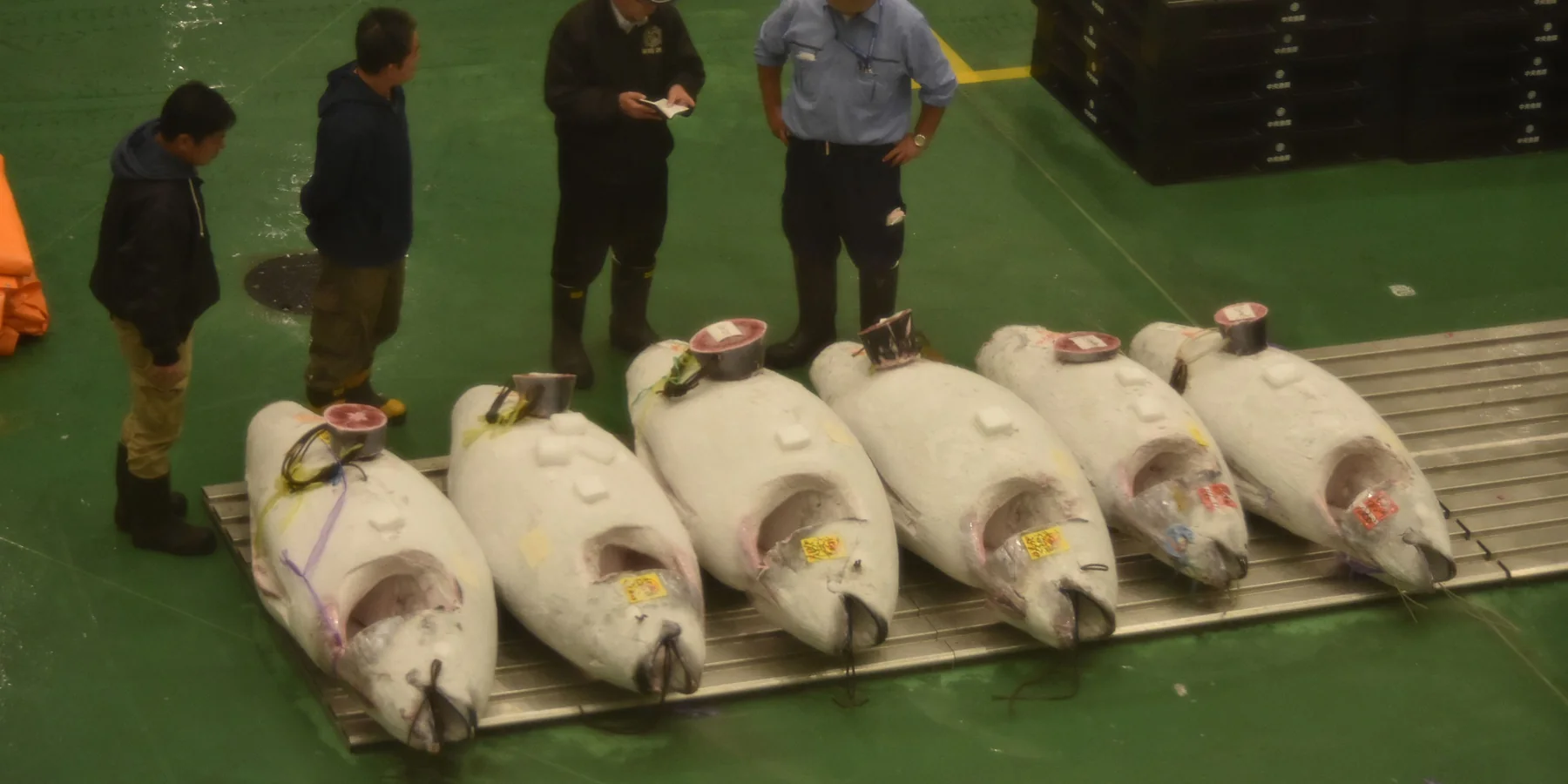 Compratori e personale dell'asta con cappellini e stivali che ispezionano lunghe file di tonni surgelati etichettati nella sala d'asta del Toyosu Market dal pavimento verde