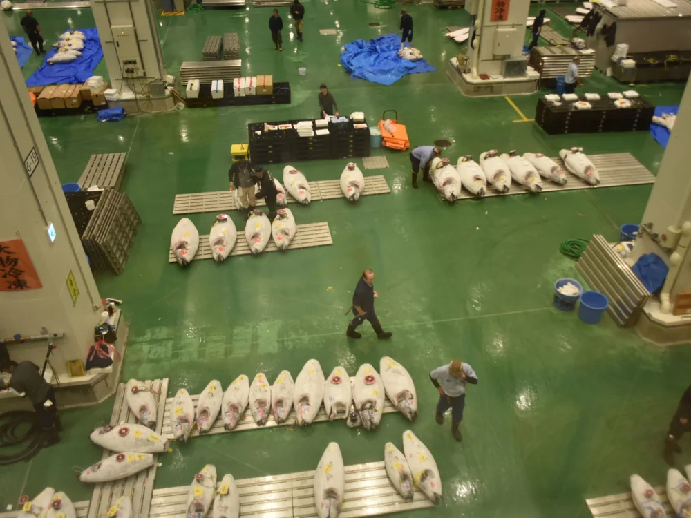 Una seconda fila di tonni brinati disposti su rastrelliere metalliche nella sala d'asta, vista dall'alto mentre i compratori controllano le etichette di carta